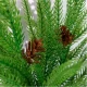 Real Touch Norfolk Pine Bunch 56cm - X25045 BAY 3B
