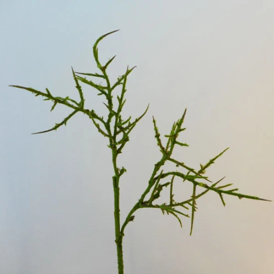 Artificial Branch Moss Covered 76cm - 17X170