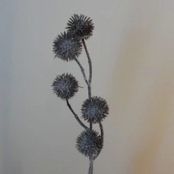 Frosted Artificial Globe Thistle Brown 53cm - X21037 BAY4C