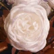 Christmas Flowers | Glitter Rose White 55cm - X22029 