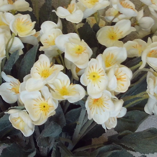 Silk Hellebores Stem White - 13X008 