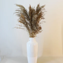 Dried Andre Kise Grass - DRI031 BAY3B