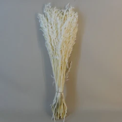 Dried Avena Oats Bleached - DRI023A