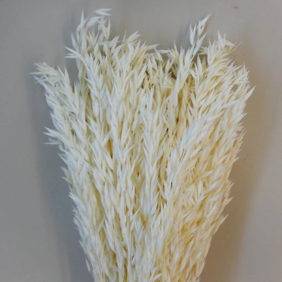 Dried Avena Oats Bleached - DRI023A