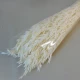 Dried Avena Oats Bleached - DRI023A