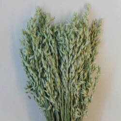 Dried Avena Oats Natural - DRI023 HH3