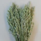 Dried Avena Oats Natural - DRI023 HH3