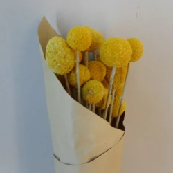 Dried Craspedia Yellow - DRI020 GG3