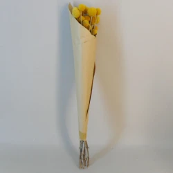 Dried Craspedia Yellow - DRI020 GG3