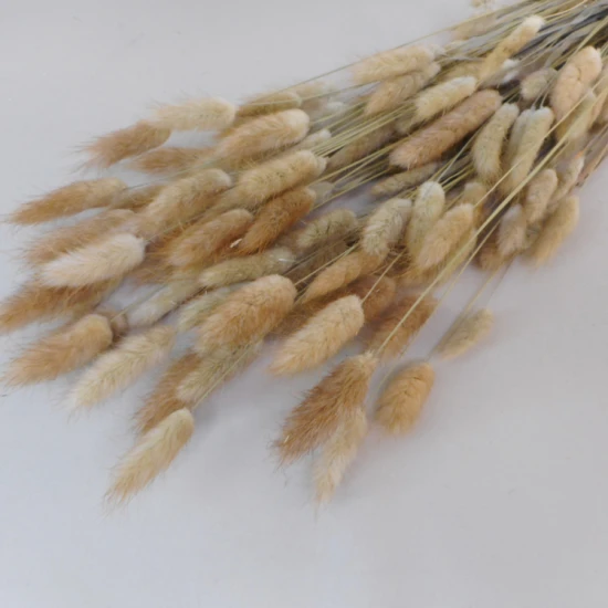 Dried Bunny Tails - DRI005 HH2