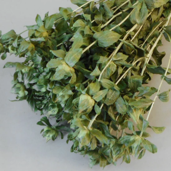 Dried Carthamus Natural Green - DRI029 GG3