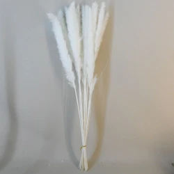 Dried Cortaderia Bleached 65cm - DRI026 HH3