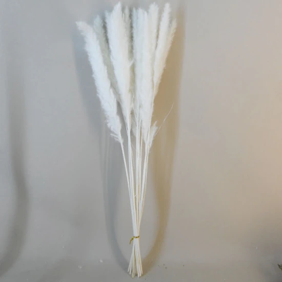 Dried Cortaderia Bleached 65cm - DRI026 HH3