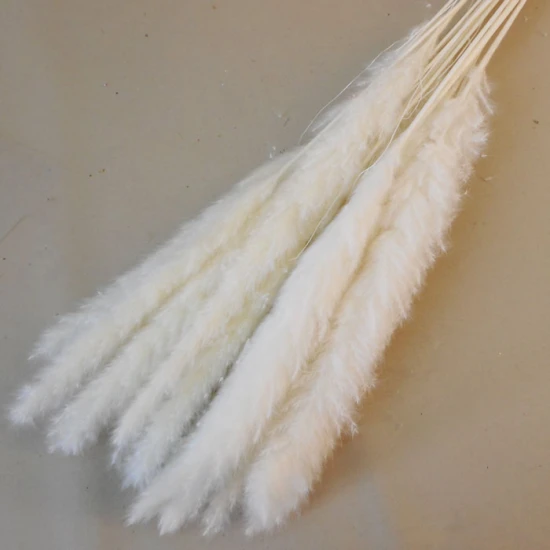 Dried Cortaderia Bleached 65cm - DRI026 HH3