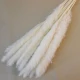 Dried Cortaderia Bleached 65cm - DRI026 HH3