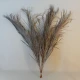 Dried Kentia Palm Leaves - DRI004 BAY3B