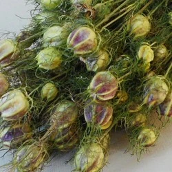 Dried Nigella - DRI010 GG4