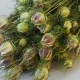 Dried Nigella - DRI010 GG4