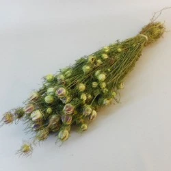 Dried Nigella - DRI010 GG4