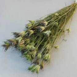 Dried Nigella Orientalis - DRI011 HH2