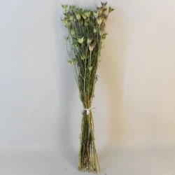 Dried Nigella Orientalis - DRI011 HH2