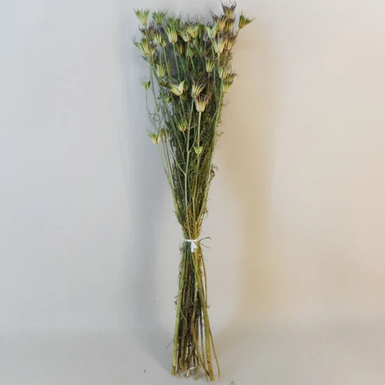 Dried Nigella Orientalis - DRI011 HH2