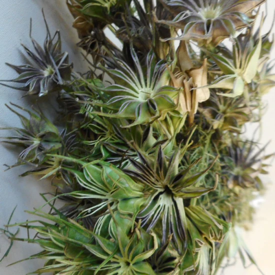 Dried Nigella Orientalis - DRI011 HH2