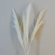 Dried Pampas Grass Bleached 75cm - DRI022 HH2