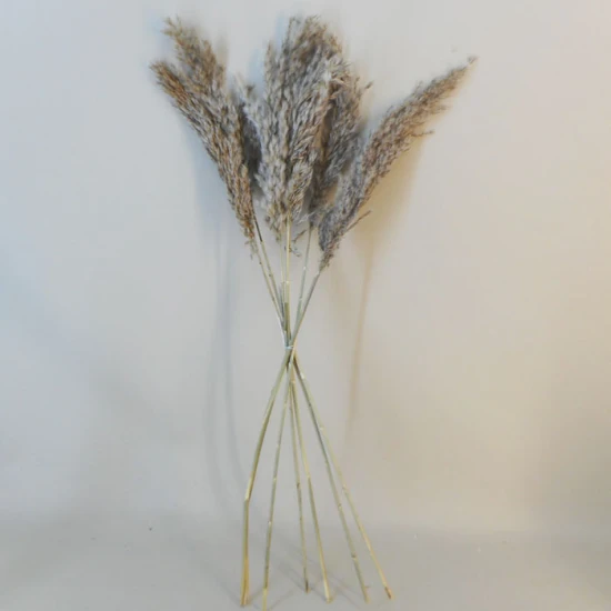 Dried Pampas Grass Natural - DRI019 HH2