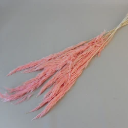 Dried Pampas Grass Pink 75cm - DRI018 HH2