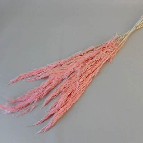 Dried Pampas Grass Pink 75cm - DRI018 HH2