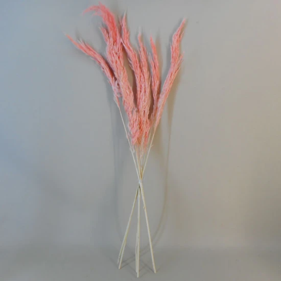 Dried Pampas Grass Pink 75cm - DRI018 HH2