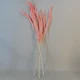 Dried Pampas Grass Pink 75cm - DRI018 HH2