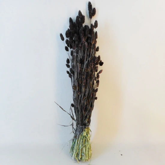 Dried Phalaris Brown - DRI007 HH2