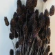 Dried Phalaris Brown - DRI007 HH2