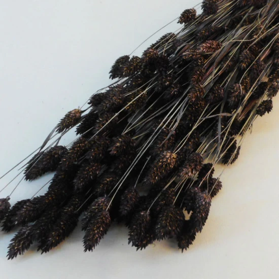 Mixed Dried Flowers Bouquet Neutral - DRI015