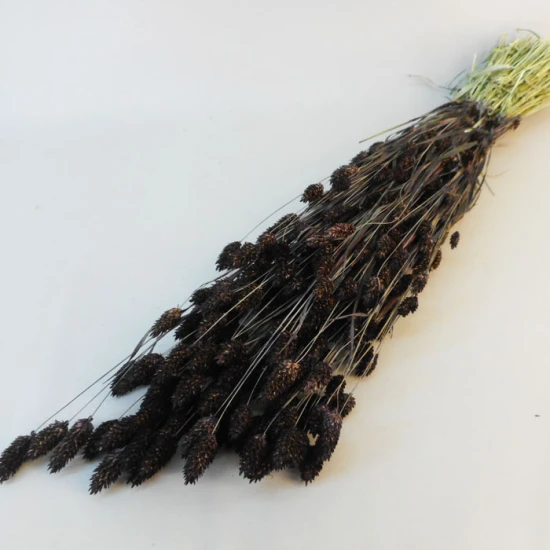 Dried Phalaris Brown - DRI007 HH2