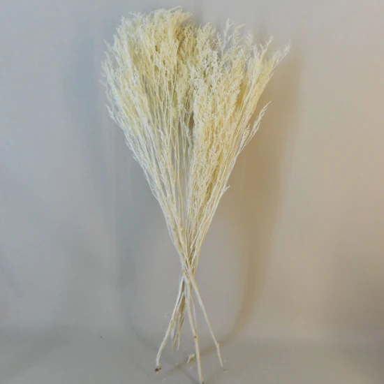 Dried Statice Dumosa Bleached 75cm - DRI021 II1