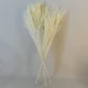 Dried Statice Dumosa Bleached 75cm - DRI021 II1