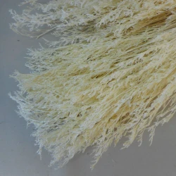 Dried Statice Dumosa Bleached 75cm - DRI021 II1