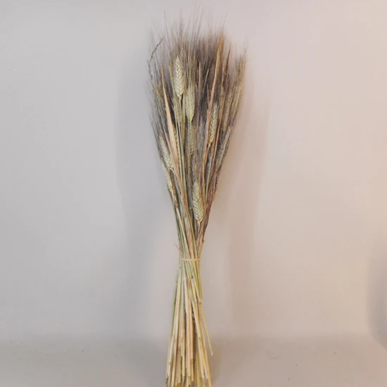 Dried Triticum Natural Bearded Wheat - DRI009 HH2