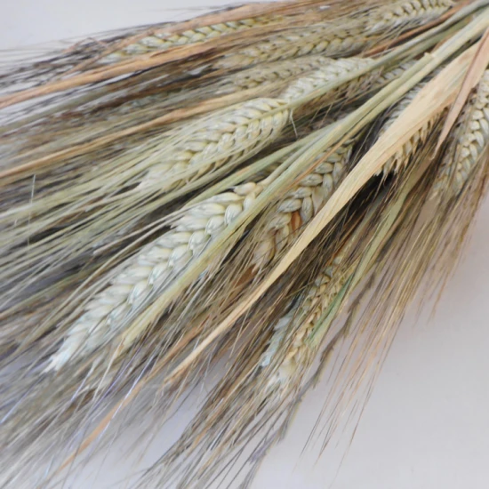 Dried Triticum Natural Bearded Wheat - DRI009 HH2