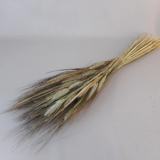 Dried Triticum Natural Bearded Wheat - DRI009 HH2
