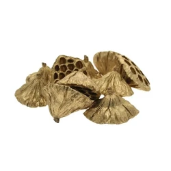 Dried Lotus Seed Heads Gold 6-8cm - LOT002 BC