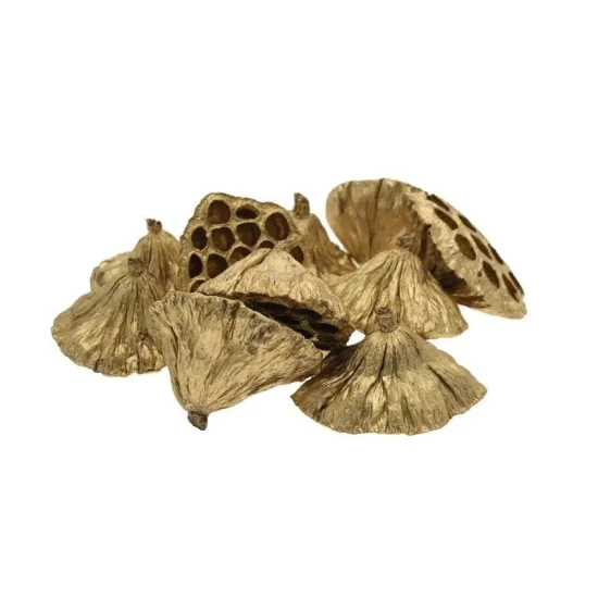 Dried Lotus Seed Heads Gold 6-8cm - LOT002 BC