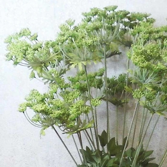 Anethum White 90cm - A005 B2