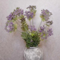 Anethum Purple 90cm - A005a A1