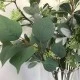 Rydal Artificial Eucalyptus with Seeds 83cm - EUC004 AA2