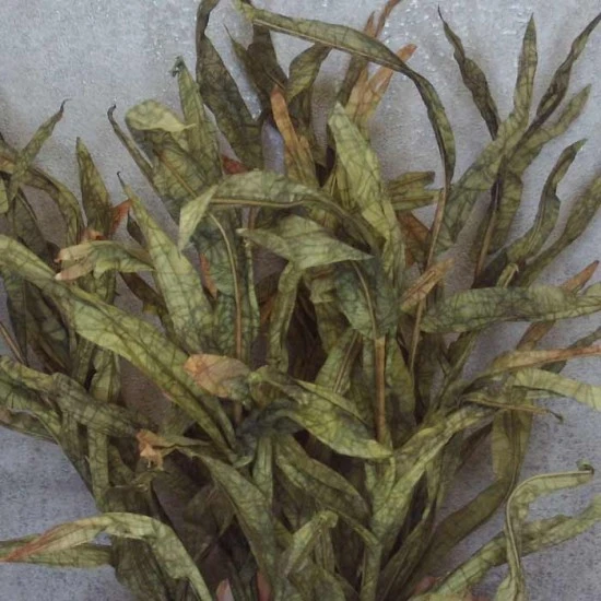 Faux Dried Artificial Reeds Spray Green 104cm - GRA017 R3