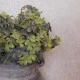 Artificial Shamrocks Plant Green 30cm - SHA001 U4